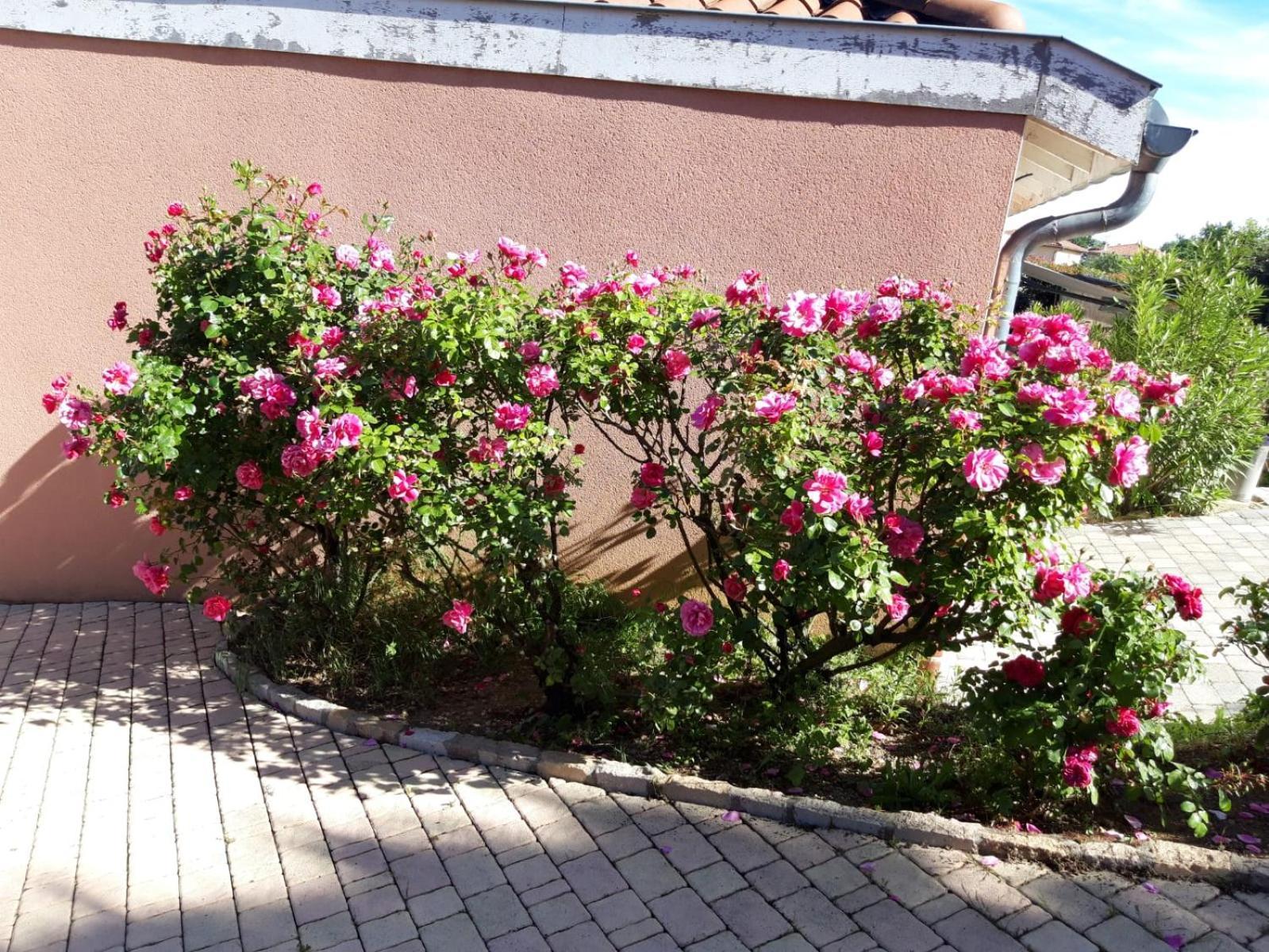 Apartmán Comme Dans Un Ecrin - T2 De 50 M² Avec Jardin, Terrasse Et Piscine Vernaison Exteriér fotografie